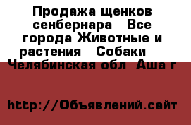 Продажа щенков сенбернара - Все города Животные и растения » Собаки   . Челябинская обл.,Аша г.